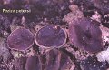 Daleomyces petersii-amf1408